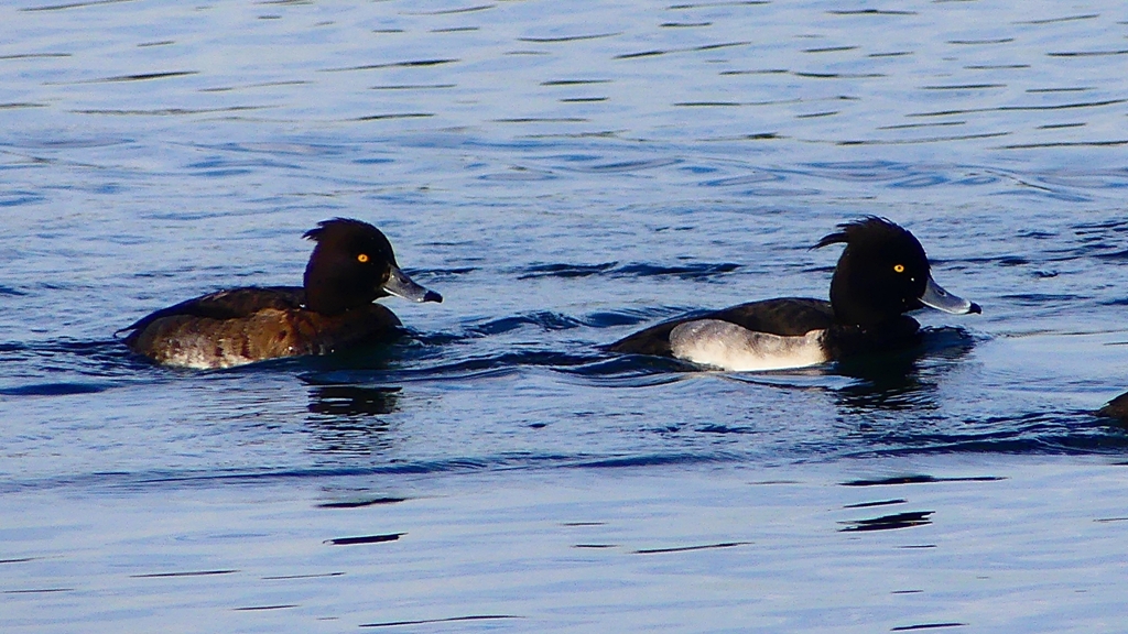 P2360477：キンクロハジロ