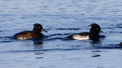 P2360477：キンクロハジロ