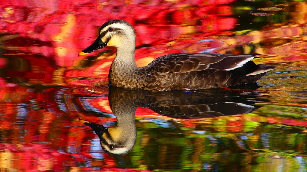 P2420048：カルガモ