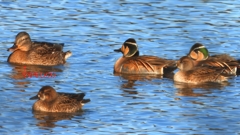 DSCN7885：トモエガモ