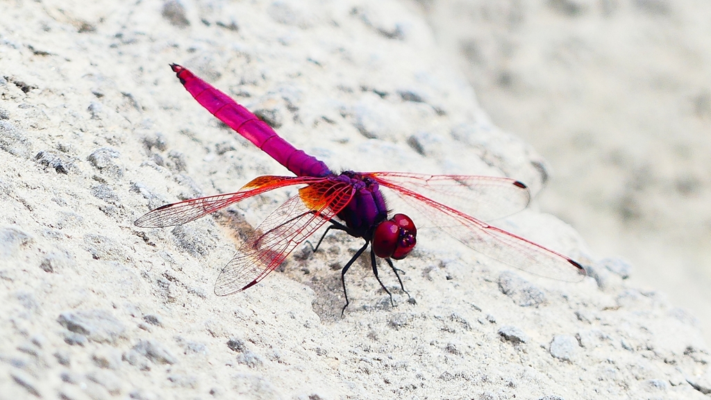 P2280011：ベニトンボ（オス）