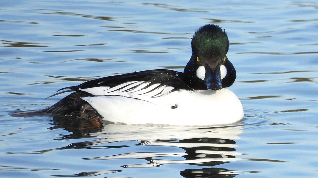 DSCN2485：ホオジロガモ（オス）