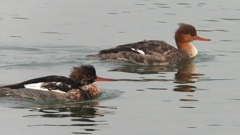 DSCN7245：ウミアイサ