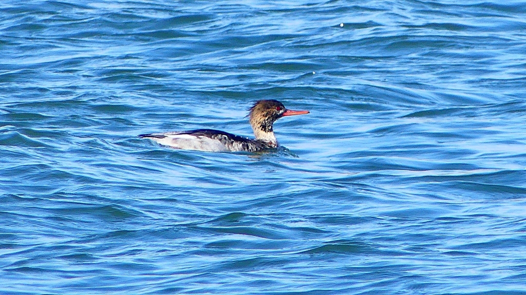 P2410660：ウミアイサ