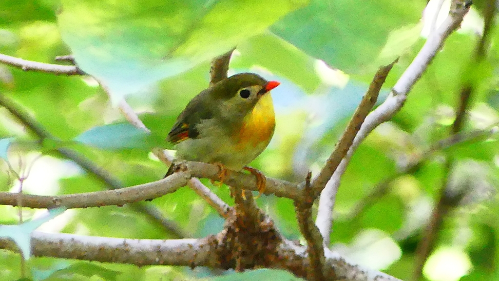 P2250654：ソウシチョウ