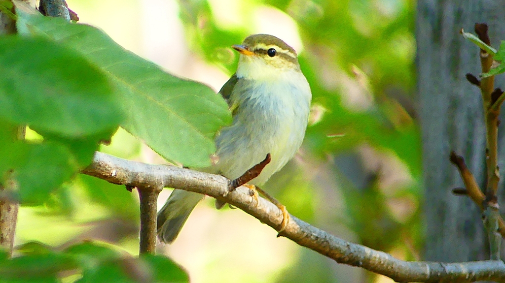 P2320067：ムシクイ