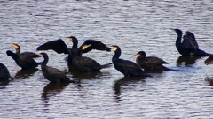 P2360841：カワウ他