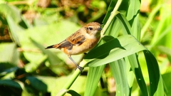 P2300351：ノビタキ