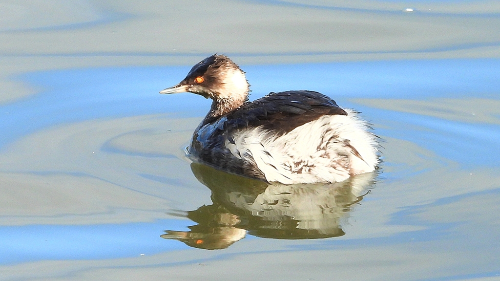 DSCN8001：ハジロカイツブリ