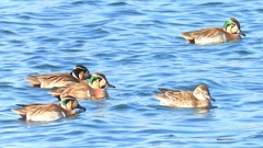 DSCN1169：トモエガモ