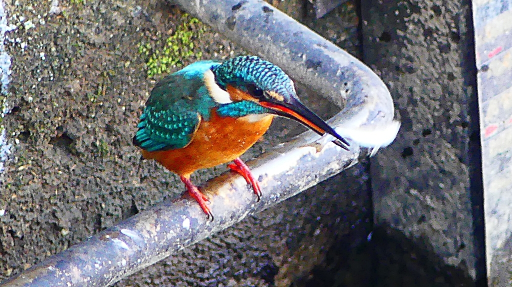 P2410426：カワセミ（オス）