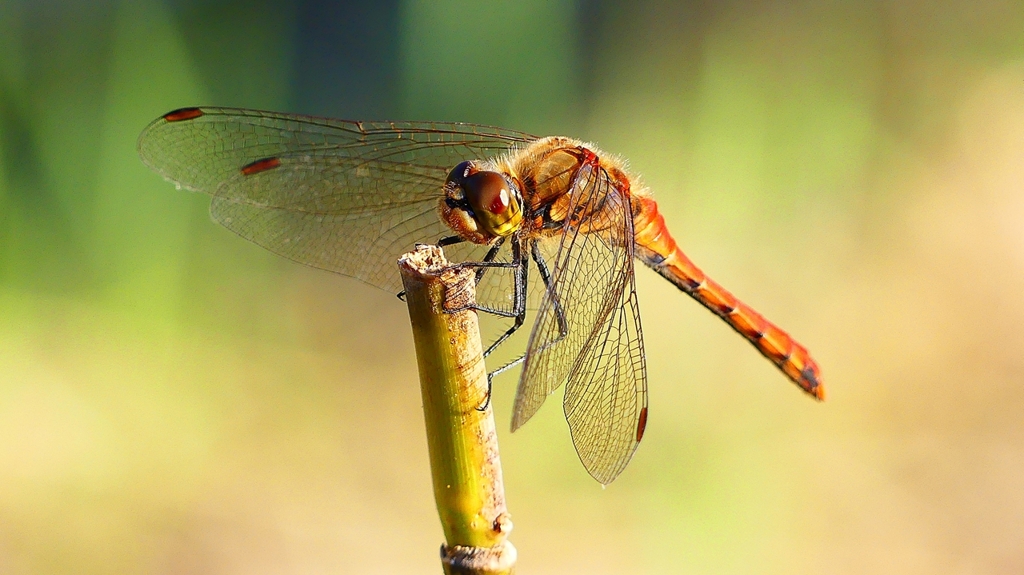 P2320238：アキアカネ（オス）