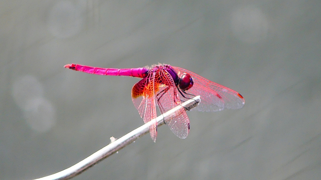 P2290144：ベニトンボ（オス）