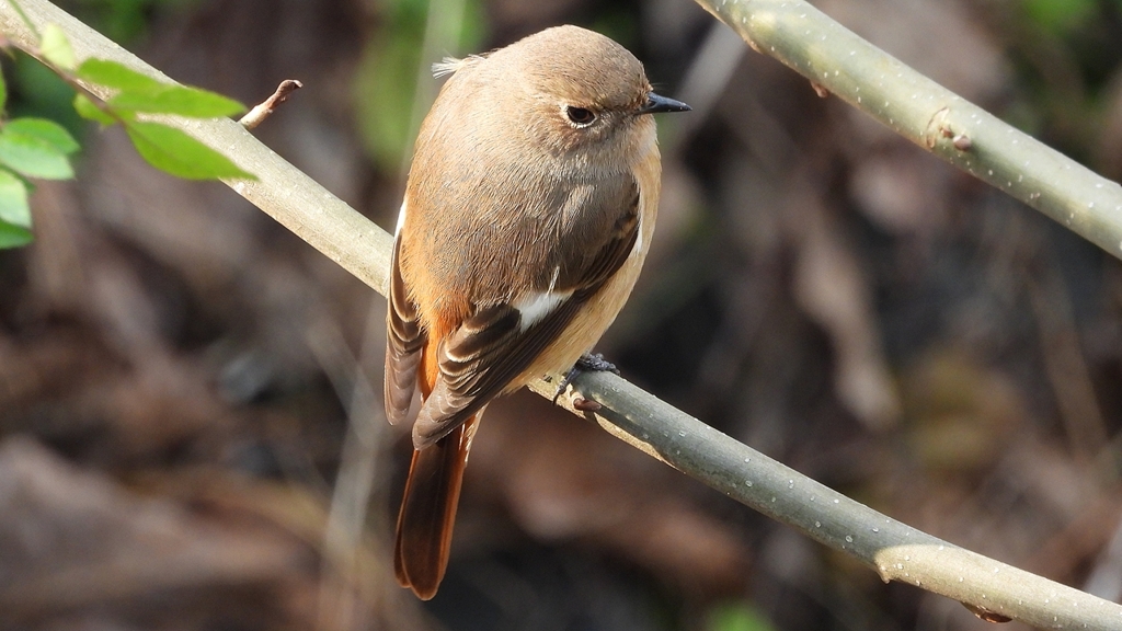 DSCN7651：ジョウビタキ（メス）