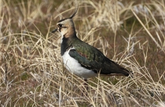 DSCN2735：タゲリ