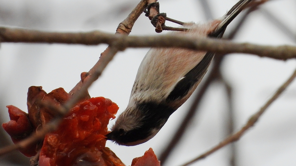 DSCN8541：エナガ