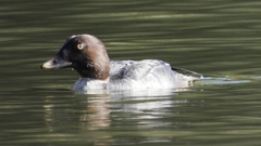 DSCN2297：ホオジロガモ（メス）