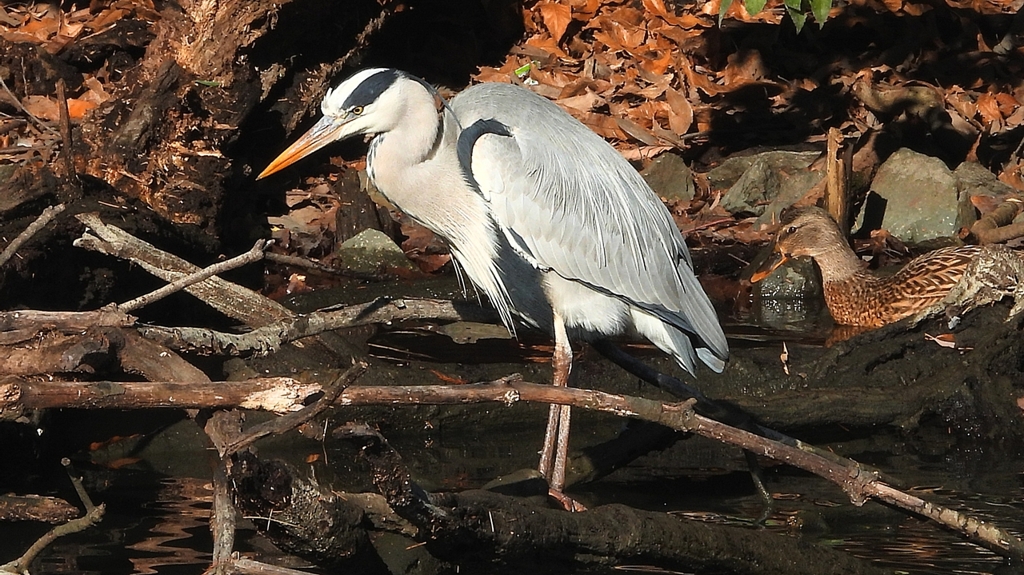 DSCN7000：アオサギ