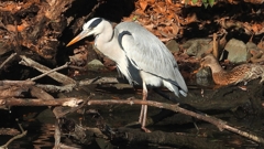 DSCN7000：アオサギ