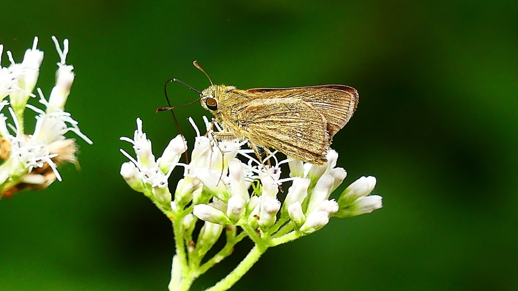 P2260215：チャバネセセリ