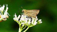 P2260215：チャバネセセリ