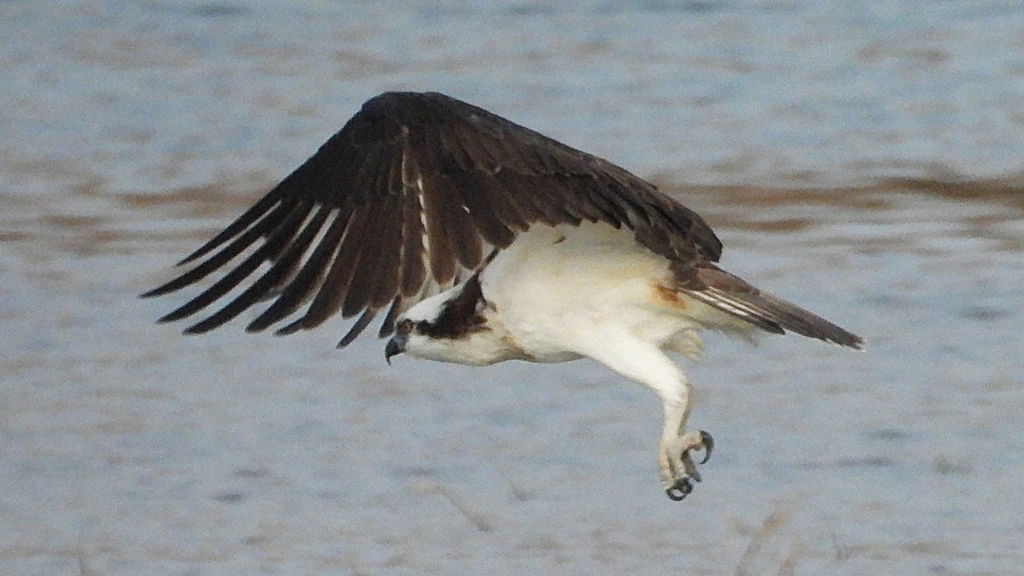 DSCN7395：飛ぶミサゴ