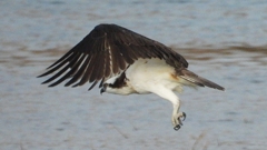 DSCN7395：飛ぶミサゴ