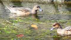 P2350011：ヒドリガモ