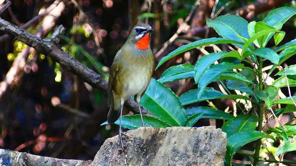 P2310010：ノゴマ（オス）