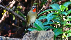 P2310010：ノゴマ（オス）