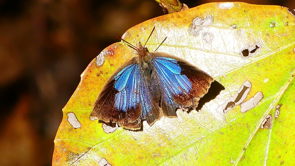 P2400563：ムラサキシジミ