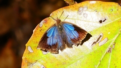 P2400563：ムラサキシジミ