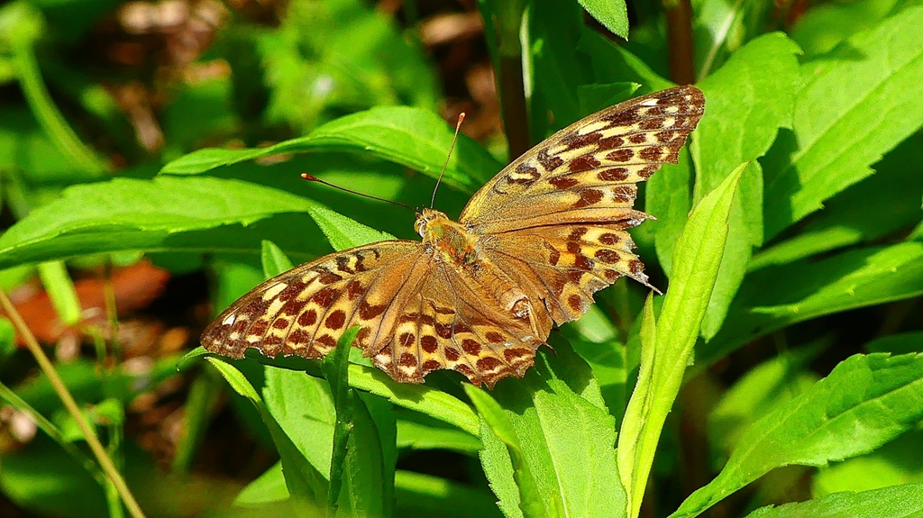 P2260509：ミドリヒョウモン