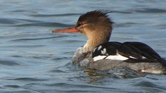 DSCN3245：ウミアイサ（オス）