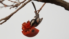 DSCN8576：エナガ