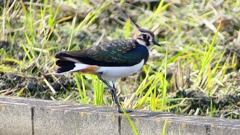 P2340804：タゲリ