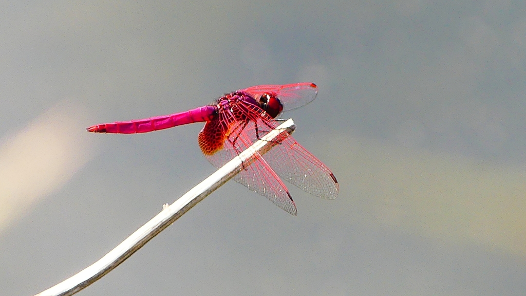 P2290110：ベニトンボ（オス）