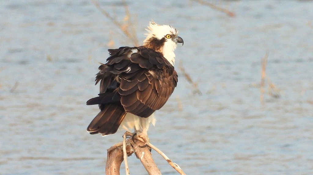 DSCN7389：ミサゴ