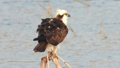 DSCN7389：ミサゴ