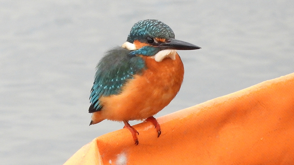 DSCN3415：カワセミ（オス）