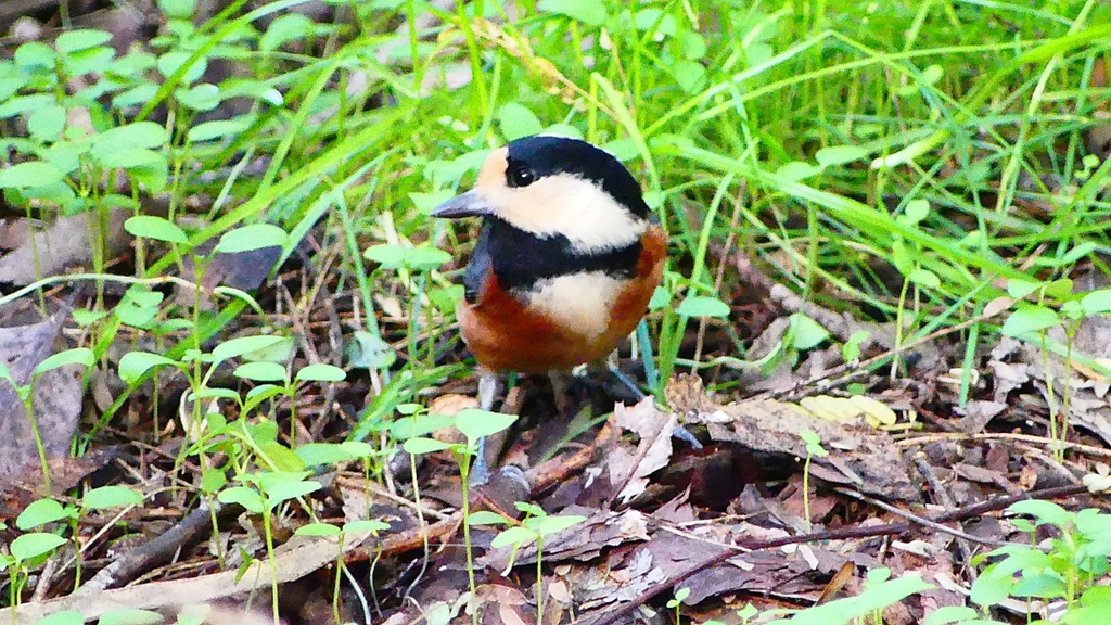 P2330959：ヤマガラ