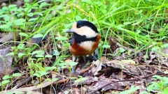 P2330959：ヤマガラ