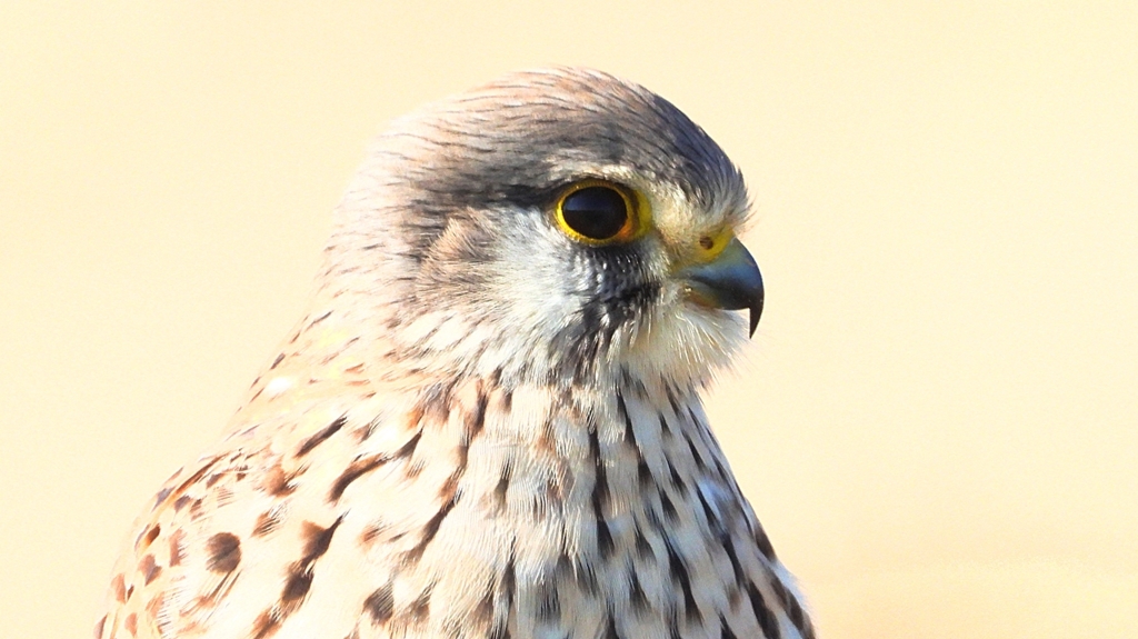 DSCN6713：チョウゲンボウ