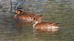 DSCN7893：トモエガモ