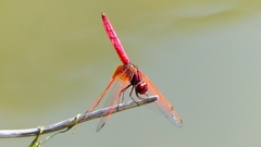 P2300781：ベニトンボ（オス）