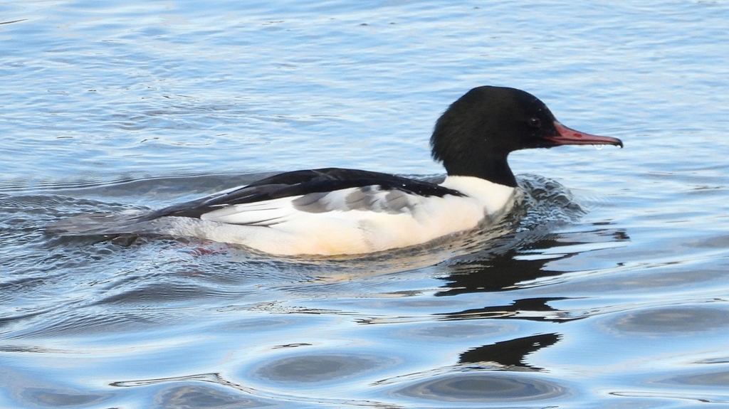 DSCN5224：カワアイサ（オス）