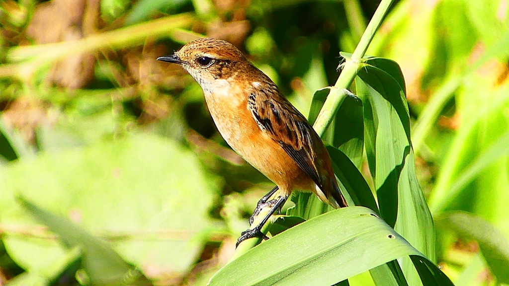 P2300307：ノビタキ