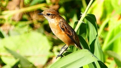 P2300307：ノビタキ