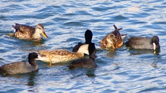 P2410506：オカヨシガモ、オオバン