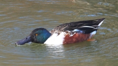 DSCN6054：ハシビロガモ